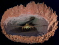 Lobster and Sponge.
Caribbean Spiny Lobster, Panulirus argus, and Giant Barrel Sponge, Xestospongia muta - Little Cayman.
We'd spotted various fish being cleaned at Barrel cleaning stations here, the Lobster was new!
E-PL3, 8mm fisheye,UFL2 str...