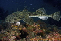 Anglerfish