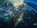 Common Dolphins