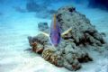 Ever have a head-on collision with a fish? All natural light and a very fun dive in Oahu, HI.