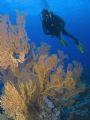 Gorgonian Fans & Diver. Taken at 