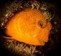 The little innocent devil is Parablennius pilicornos expressing his curiosity.... South Elba, Fonza diving site, Canon EOS 5Diii, EF 100mm 2,8 macro is usm, Ikelite housing with 1 strobe Ikelite DS 160, 1/125 at f25,