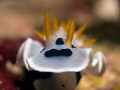 Finally he turned to face the camera!

Chromodoris dianae