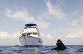 Boat Pickup
Drift diving of the the coast of Jupiter Florida
Fabulous conditions,turtles and sharks galore with blue sea.
Jupiter Dive center is a first class operation- highly recommended if you are in the area.