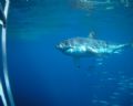 Great white, Guadalupe Island, September, 2005. Tetra Coolpix housing with wide-angle adapter. Naural lighting