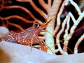 Blue eye
Durban dancing shimp
Rhynchocinetes durbanensis