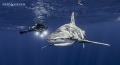 Cinematographer in the background with this beautiful Oceanic Whitetip shark.