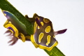 [:b:]Felmidia luteorosea[:/b:]