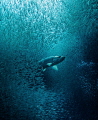 Portal.
Tarpon with Silversides – Grand Cayman 2013.
Olympus E-PL3, 9mm, dual UFL-2 strobes. 
f/16, 1/50sec, ISO400.
