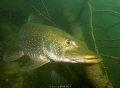 Pike (Esox lucius)waiting for its prey among branches of a tree in the former stone mine Jesenny in the northern Bohemia,Canon40D, EFS10-22/2.8, 1/60 at f8, Ikelite housing with 2 strobes DS160 and DS200