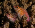 Hawk fish, best buds.