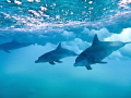 Dolphins in the shorebreak. A few seconds later the wave broke on top of me.