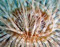 Tube anemone... @ Madeira Is.