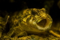 Cottus gobio in the river Divoka orlice - NE Bohemia, resting on the bottom in the depth of 60 cm :), Canon EOS5Diii,EF100mm f/2,8L Macro IS USM,1/125sec at f/8,Ikelite housing  with 1 strobe DS160 above the lens
