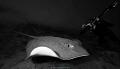 ...a chance to make a picture - Eagle ray, Canon EOS40D, Sigma 10mm/2,8 fisheye, 1/125 at f/13, Ikelite housing with 2 strobes DS200 and DS160