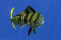 Dorado off the coast of Cancun