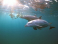 Bottlenose dolphins with puffer fish.