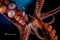 Octopus macropus