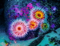 Family of Anemones 90ft down submarine canyon Carmel California