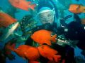 My wife, Laura Poore, communing with the locals at Catalina Island, CA.