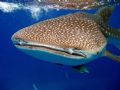 Whale shark that swam with us for 3 hours on an Aquacat Cruise on Jan 1st 2006. What a way to start the new year!!