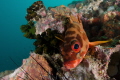 Grouper close-up portrait
This grouper was brave enough to allow me to get very close. I almost touched his nose by camera dome port.