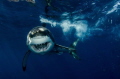 HOW ABOUT A HUG? A large, male white shark in ‘full attack mode’ after smashing fish on the surface. The small shoal of stunned anchovy spinning helplessly on the right hand side of the image demonstrates the sheer power of these magnificent creature