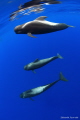 Pilot Whales,Tenerife,Canary Island