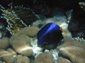 SunBeam over Yellowtail tang