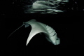 Manta Ray at night
