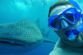 A whale shark from another perspective
