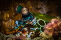...amazing eyes of the mantis shrimp - Odontodactylus scyallarus - seeing more then anybody else, Raja Ampat - Dampier strait, Canon EOS 5D3, EF100mm/2,8 macro L IS USM, 1/125 at f/20, Ikelite housing with 1 strobe DS160