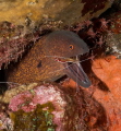 An eel and a small army of shrimp get serious about dental work somewhere a bit south of Tulamben.