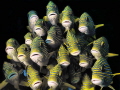 Kiss Mouthes ;-) - Sweetlips frontal