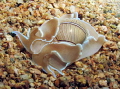 Bulbous hydatina (opistobranch mollusk) on the sand during a night dive