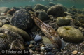 The extremely rare and hard to find sea lamprey!