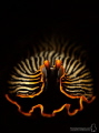 Armina Magna.

During a night dive in Puerto Galera, Philippines.