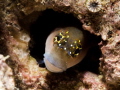 Blenny - feeling beautiful
Qatar - Arabian SeaPersian Gulf
Olympus e-pl5, 60mm macro lens,
Olympus PT-EP10 housing, one strobe Sea&Sea ys-d1
ISO - 200, f22, 1250