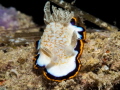 Goniobranchus obsoletus
Qatar - Arabian / Persian Gulf
Olympus e-pl5, 60mm macro lens,
Olympus PT-EP10 housing, one strobe Sea&Sea ys-d1
ISO - 200, f22, 1/250
