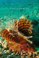 Magnificent Scorpion Fish posing for me :)