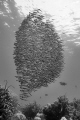 Tornado over the reef ;-) - a cloud of small engeneer gobys