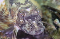 Sea Robin, Beach 8th Street, Far Rockaway New York