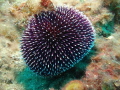 Sphaerechinus granularis