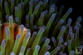 Skunk anemone fish and Sarasvati Anemone Shrimp on Anemone at Malapascua, Philippines.