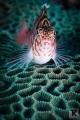 Threadfin hawkfish at Malapascua, Philippines.