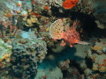 Fish 1