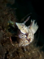 Hypselodoris tryoni