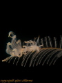 Cuthona sp hanging on hydroid 
Tkaen with canon G10 wp-dc28 iso: 80 1/160s f8.0 single strobe, subsee +5 ,seraya secrets Tulamben Bali.