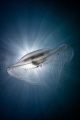 Compass Jellyfish and sunburst, Lundy Island