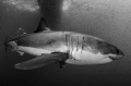 A small shoal of anchovy hitches a ride in the slipstream of a large, male white shark off the coast of Mexico. 
